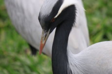 Garça Parque das Aves Brasil
