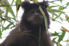 Macaco nas Cataratas Argentinas