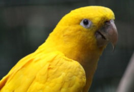 IMG-9740.jpg Ararajuba Parqrue das Aves Brasil